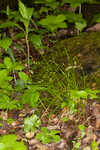 Appalachian sedge